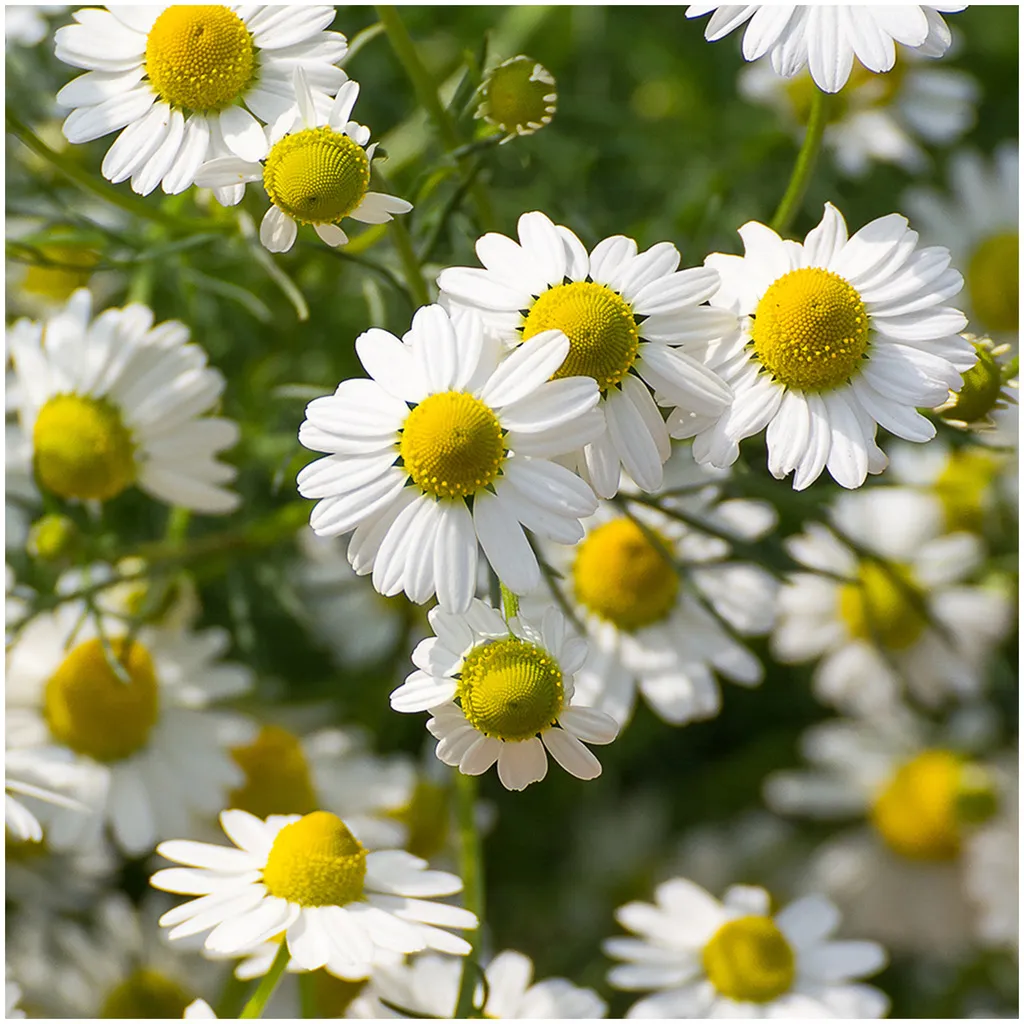 Rausch Sensitive Body Lotion mit Kamille