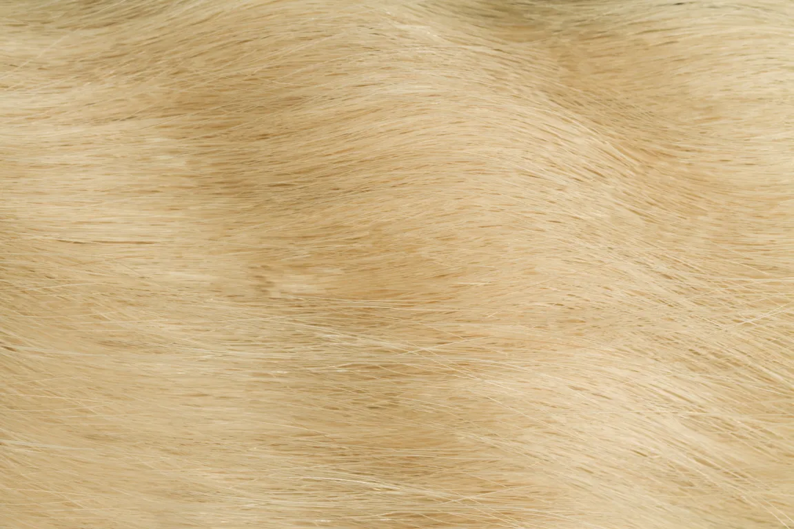 Gold Fever Hair Tapes 25 cm