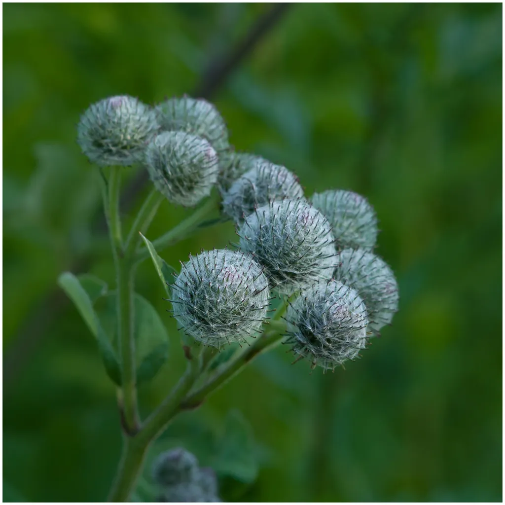 Rausch Original Haartinktur