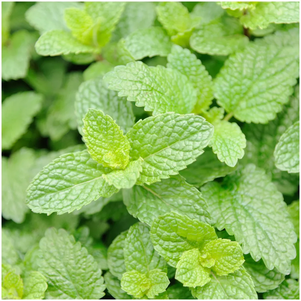 Rausch Frische Body Lotion mit Minze