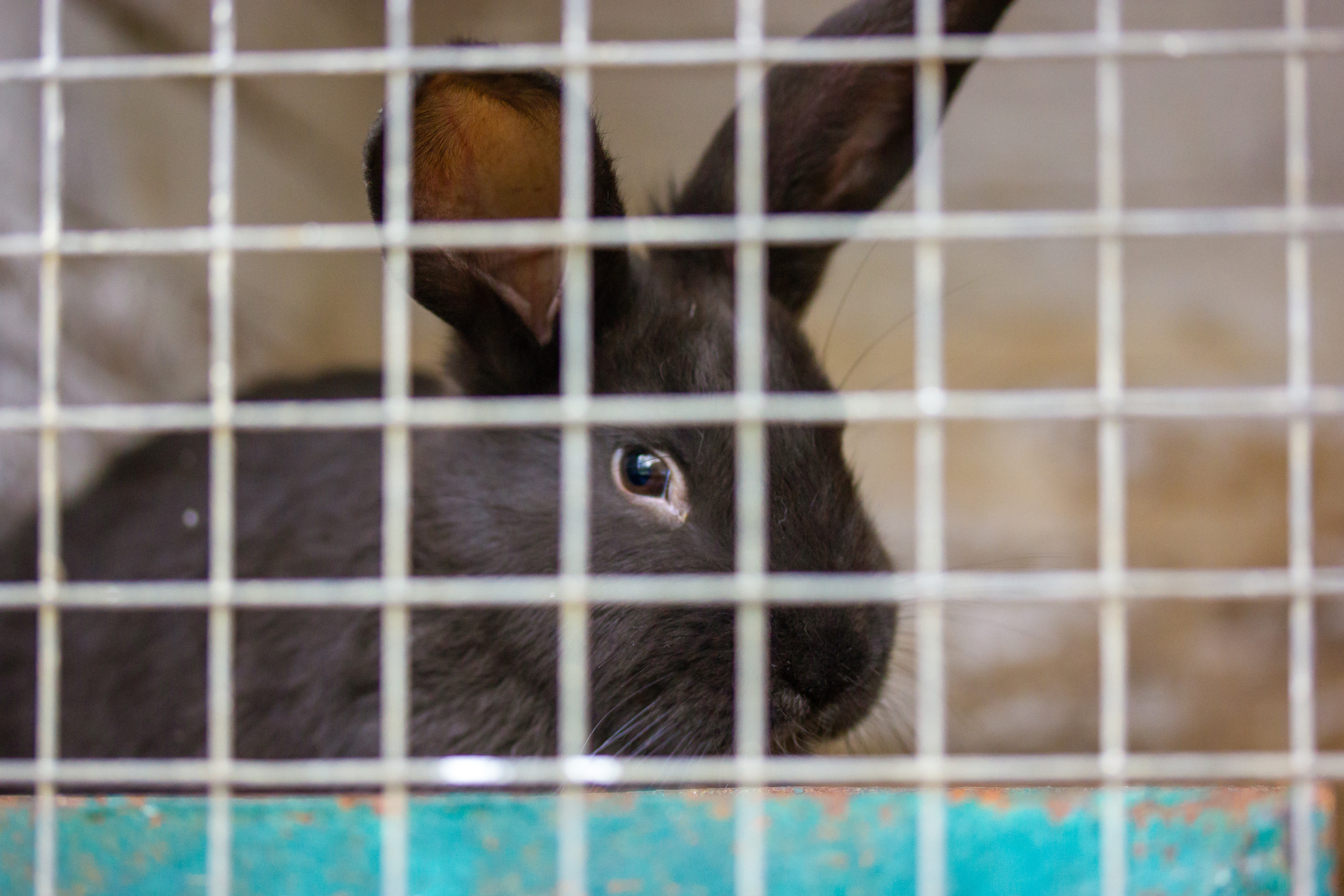 Haarspray ohne Tierversuche: unsere Empfehlungen