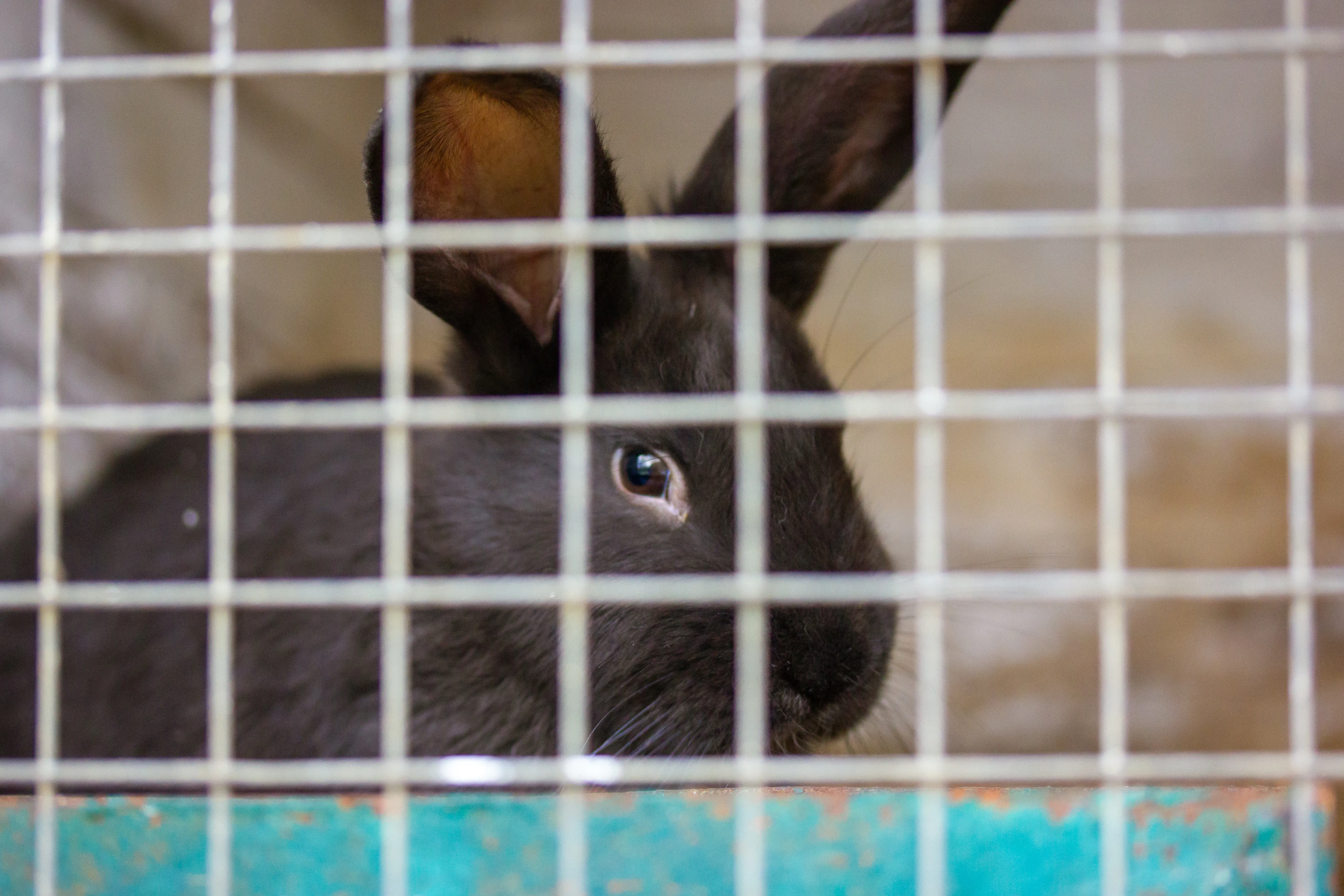 Haarspray ohne Tierversuche: unsere Empfehlungen